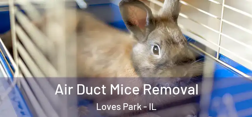  Air Duct Mice Removal Loves Park - IL