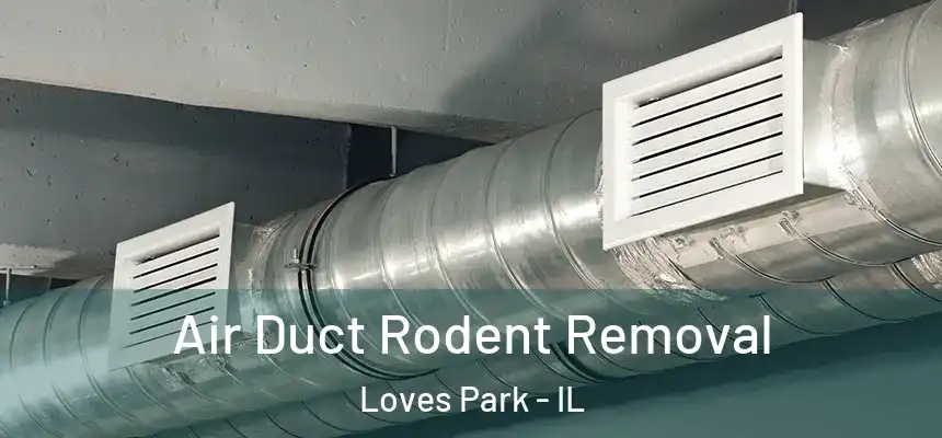 Air Duct Rodent Removal Loves Park - IL