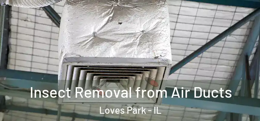 Insect Removal from Air Ducts Loves Park - IL