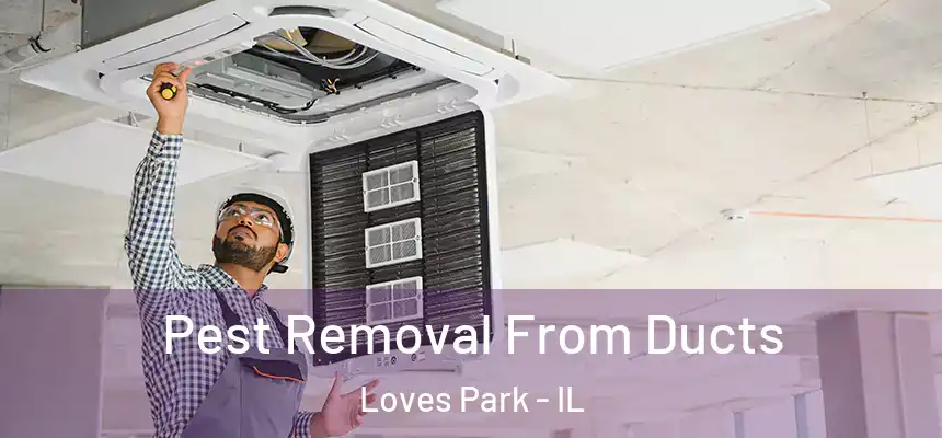 Pest Removal From Ducts Loves Park - IL