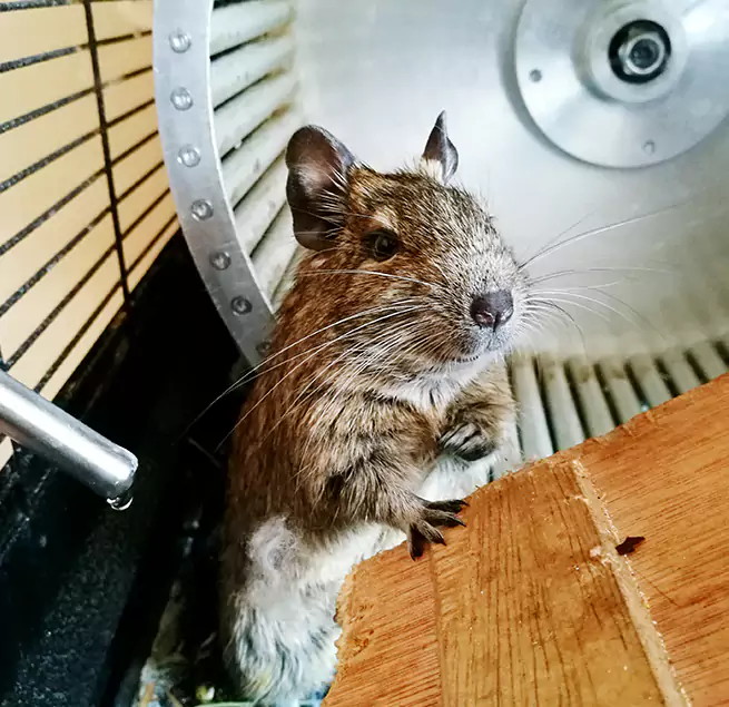 Why Homeowners & Businesses Trust Us Loves Park, IL